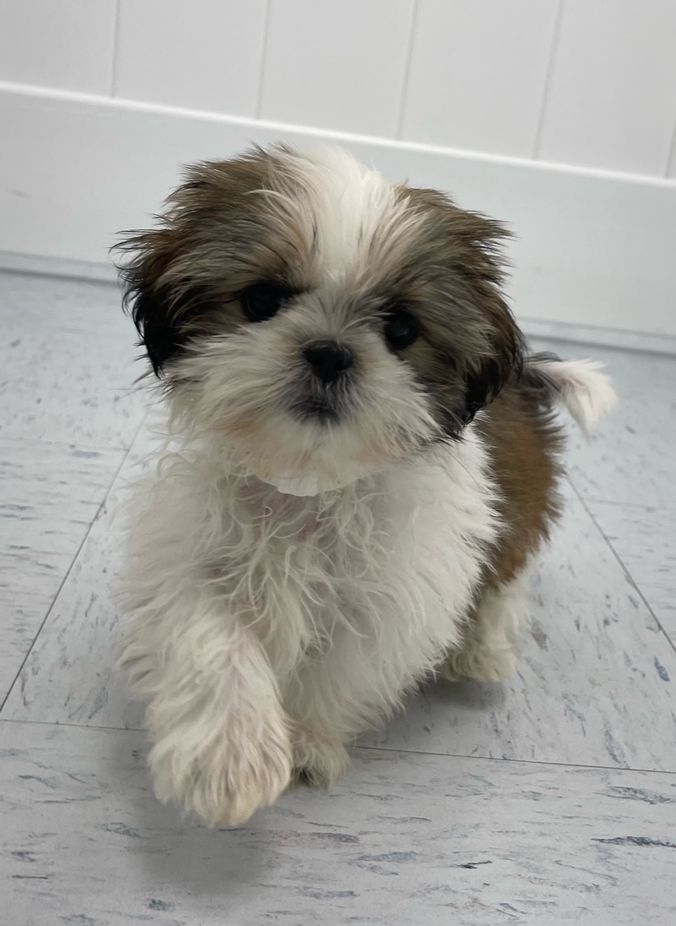 Shih Tzu Puppy