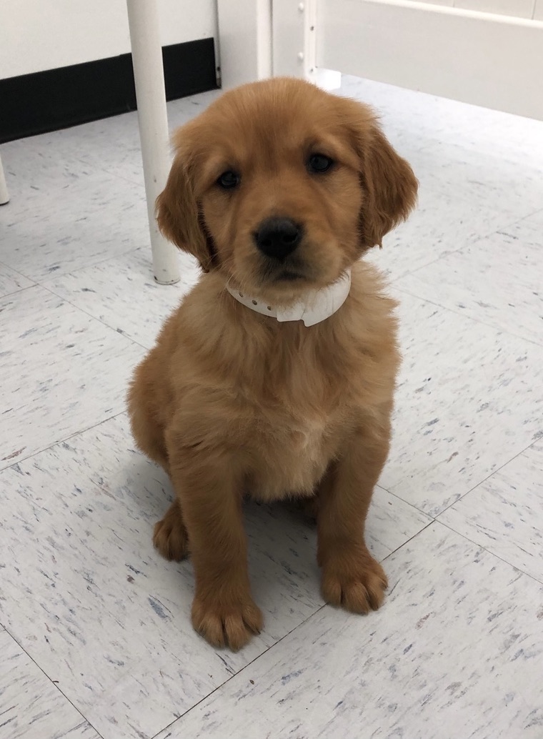 Golden Retriever Puppy