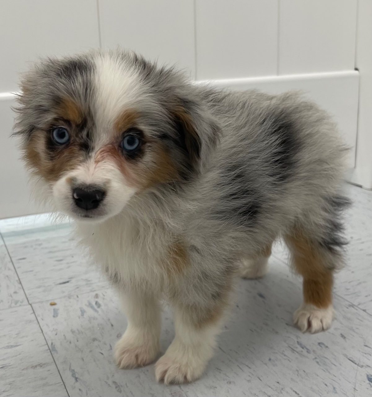 Mini Australian Shepherd Puppy