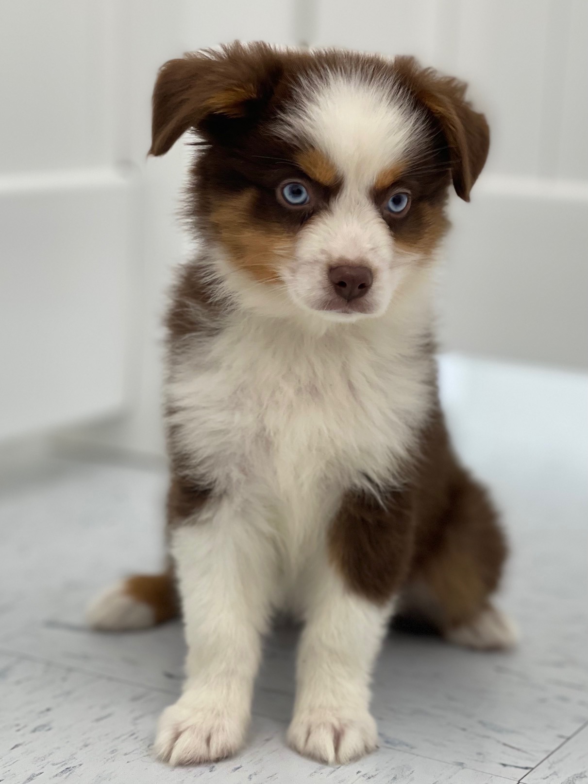 Australian Shepherd Puppy Harness Size at Sarah Cordero blog