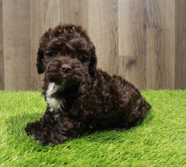 Cockapoo Puppy