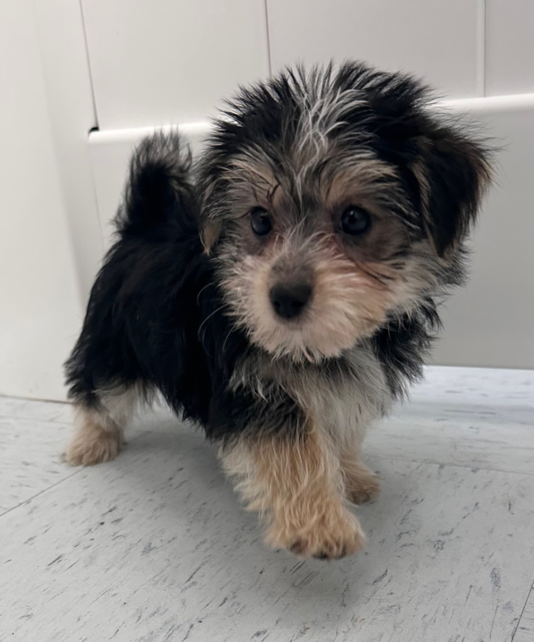 Morkie Puppy