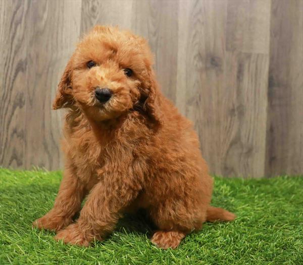 Mini Goldendoodle Meet Gavin A Puppy For Adoption