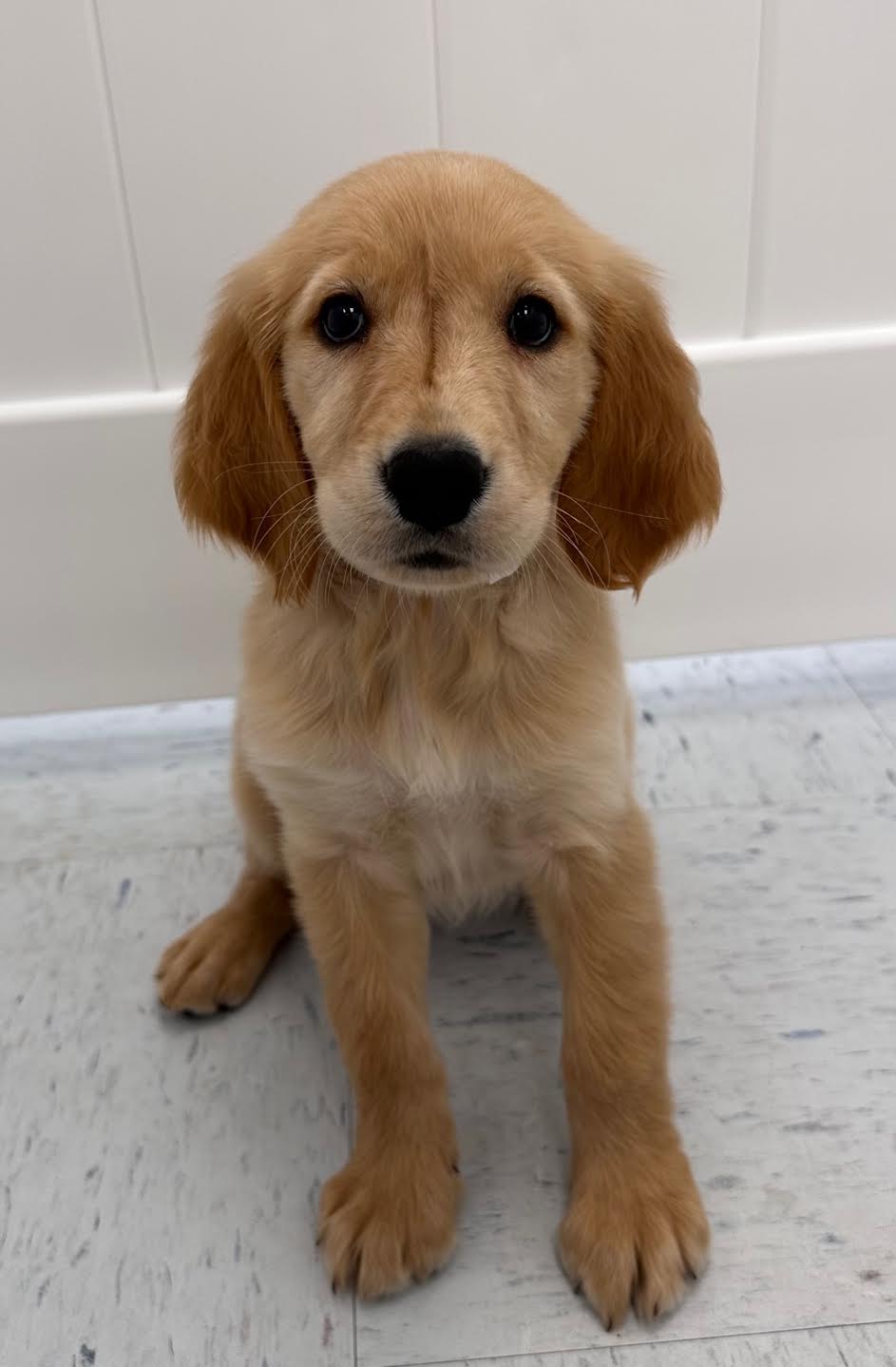 Golden Retriever Puppy