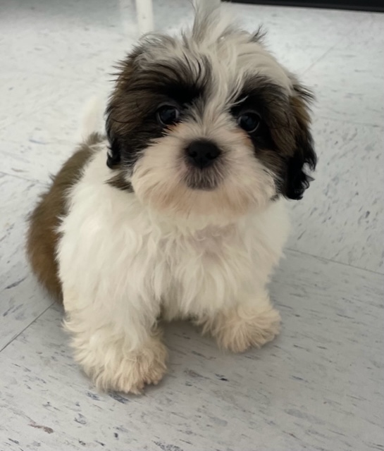 Shih Tzu Puppy